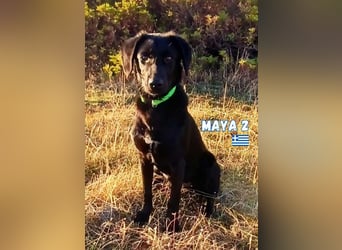 Maya,geb.05/24,kuschelbedürftiges Labrador-Mix Mädchen sucht ihre Familie
