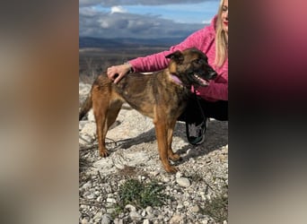 Schäferhund(mix) Freunde aufgepasst – hier kommt unsere Reika