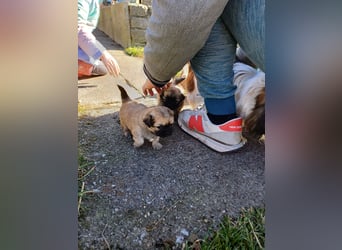 Pekinese chihuahua Mix welpen