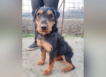 Dino ❤️ neugieriger, aktiver Terrierbub!