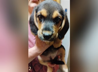 Anhängliche Beagle-Schäferhundmixwelpen suchen ein Super zu Hause