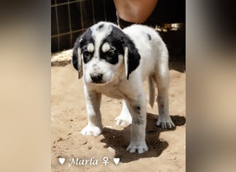 Millie, Marla, Mona und Monja (reserv.) suchen ab Mitte September ein Zuhause