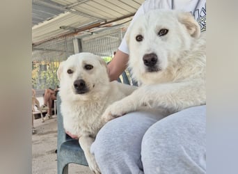 Milly und Mary - Weiße Engel auf 4 Pfoten ' bereit für ein neues Leben