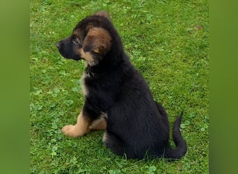 Schäferhund-Welpen 1 Rüde, 8 Hündinnen zu verkaufen