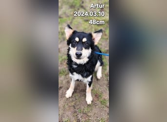 Arthur, geb. 10.03.2024, 48 cm, sucht nach seinen Menschen