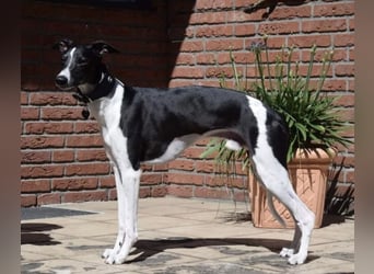Whippet-Welpen – B-Wurf (VDH/WCD) – Liebevoll & Familiär aufgezogen