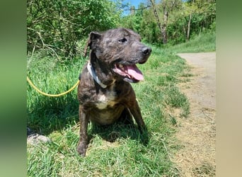 Ludwig 2, Staffordshire Terrier Mischling