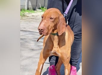 VIZSLA-RÜDE MISI SUCHT ZUHAUSE