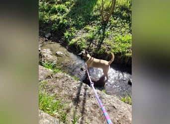 Welpendame BEAUTY, in 71665 Vaihingen auf Pflegestelle, sucht eine Familie!