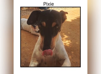 Katzenverträgliche Jack Russel Hündin PIXIE: lustig u. sozial sucht DICH!