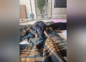 Rottweiler Schäferhund Mischling