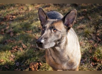 FLOWER - ruhige und sanfte Mali-Mix-Hündin sucht hundeerfahrene Menschen