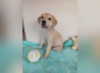 Kleine Junghündin NICKY sucht nach dem großen Glück