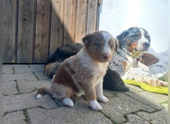 Hübsche Aussie Welpen