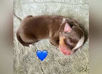 Mini/Miniature Australian Shepherd Welpen mit Papiere