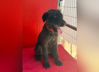 Bobo, Puli-Mix, Rüde, geb. 14.09.2023, 42 cm, 13 kg
