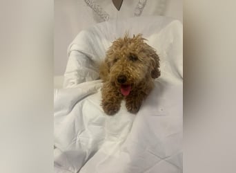 Wunderschöne Mini/Medium Goldendoodle Hündin (max.38cm) in Apricot/Rot zu verkaufen 5 Monate alt