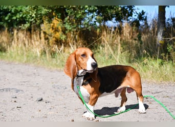 Der zauberhafte Vasko, ein reinrassige Basset Artesien Normand sucht ein neues Zuhause. Eine seltene