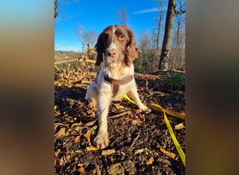 Joe -  01705 Freital