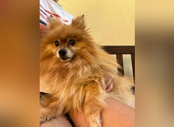 Mogyoro SR- kleiner Pomeranian mit großem Nachholbedarf sucht geduldige Menschen