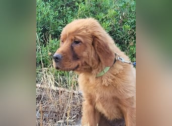 Chow-Chow-Retriever-Mix FELIX ❤️wartet in 53940 Hellenthal