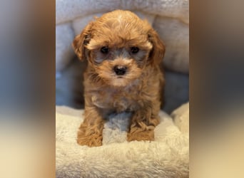 Sehr gesunde Maltipoo welpen in abricot und créme farben.