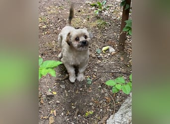 Kleiner Herzbube „Winnie“ – sucht sein Glück für immer