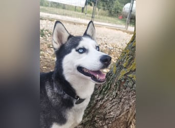 Luna, vermutlich ein reinrassiger Husky, sucht Kenner ihrer Rasse !