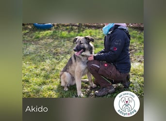 Akido – Sportskanone sucht Zuhause