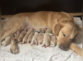 Golden Retriever Welpen