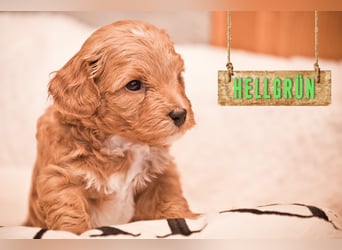 5 Wunderschöne Maltipoo-Welpen suchen ein neues, liebevolles Zuhause!