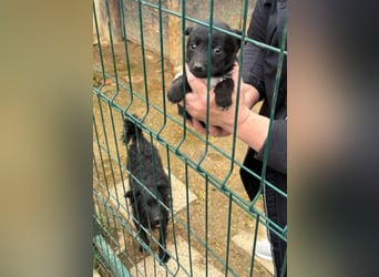 Sidney, Black Baby freut sich auf Dich!