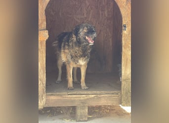 MONTI, Rüde, 7 Jahre, 51 cm, Mischling, Tierschutz