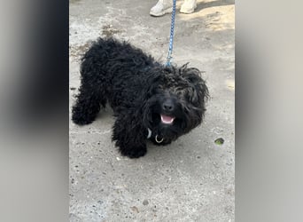 Charlie - unser liebenswerter Wuschel