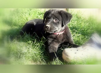 Australian Shepherd Labrador Welpen Aussiedor