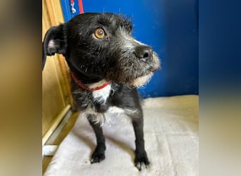 (R) ❤️ liebe Schmusemaus LUCY - 8,5 Jahre, 45cm/18kg - Schnauzer-Mix