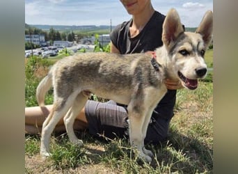 MONTY Husky Mix