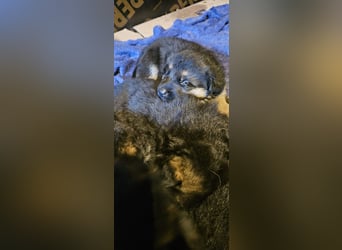 Schäferhund Welpen