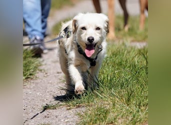 Babette, Mix Podengo / Terrier, lieb und verträglich