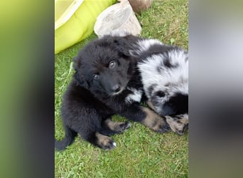 Aussie Schäferhund Welpe