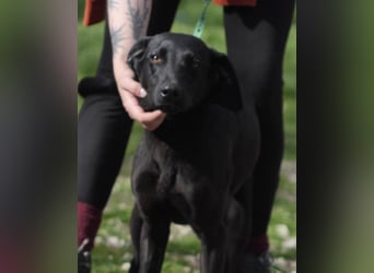 KYRA ca. 1 J. verspielte Vizsla-Labbimix-Mädchen sucht sportl. Familie