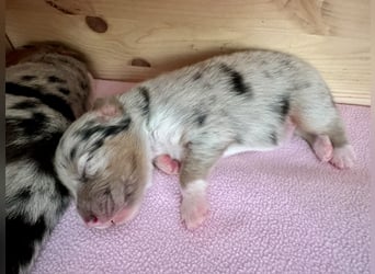 Blue Merle Rüde, Australian Shepherd