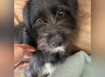 Kimani, Schnauzer-Mix, Hündin, geb. 01.11.2023, ca. 40 cm, 12 kg