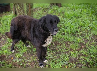 Solon: Tapferer Hundeopa