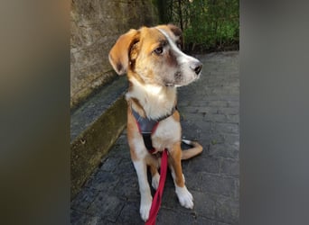 KAIO - Junghund sucht seine Herzensmenschen
