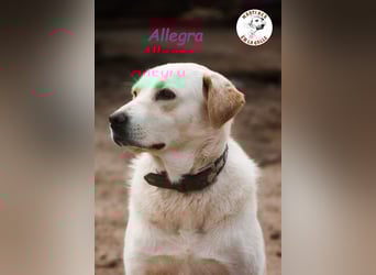 Allegra 04/2021 (in Deutschland) - sanfte, verspielte und feine Labrador Retriever Mix Dame!
