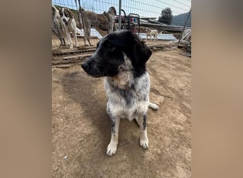 Leia, kleine Lakritznase sucht liebevolle Familie!