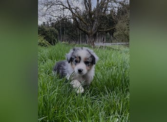 Australian Shepherd Welpen