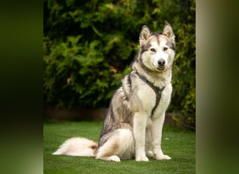 Wapaj - gut erzogener liebevoller Familienhund - Tierhilfe Franken e.V.