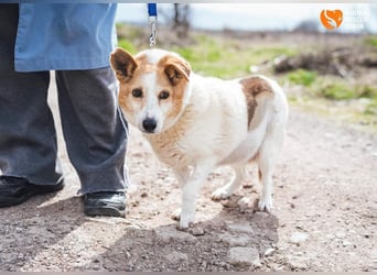 Mila - eine liebevolle Seniorin sucht warmes Körbchen aktuell in 58511 Lüdenscheid
